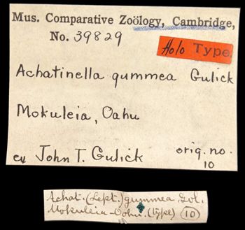 Media type: image;   Malacology 39829 Aspect: labels